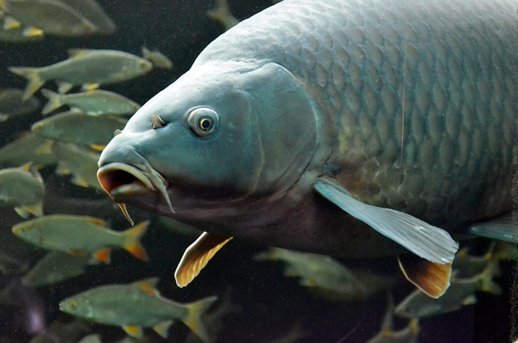 Close-up of a large carp swimming in an aquarium, surrounded by smaller fish.